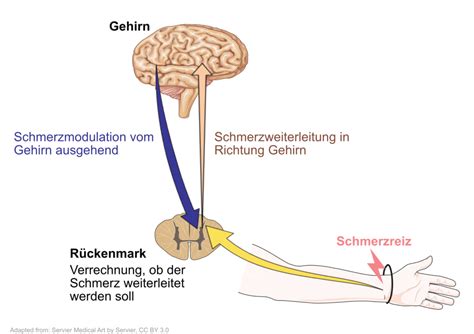 Schmerz und Schmerzhemmung .